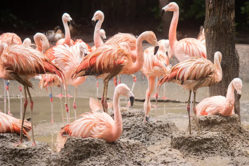 sinds lange tijd broedt een grote hoeveelheid koppels tegelijkertijd