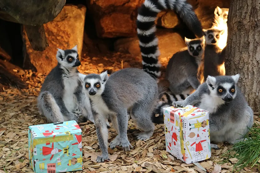 sinterklaascadeau voor maki 1