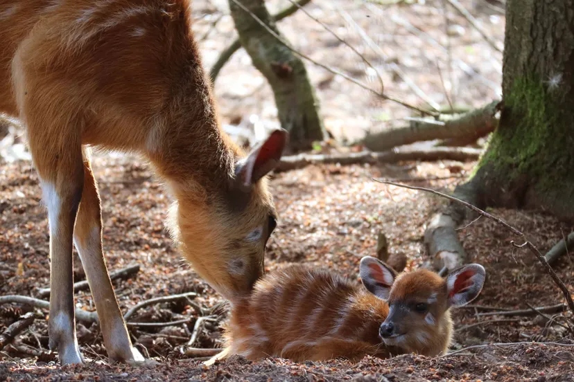 sitatoenga jong liena met moeder luka