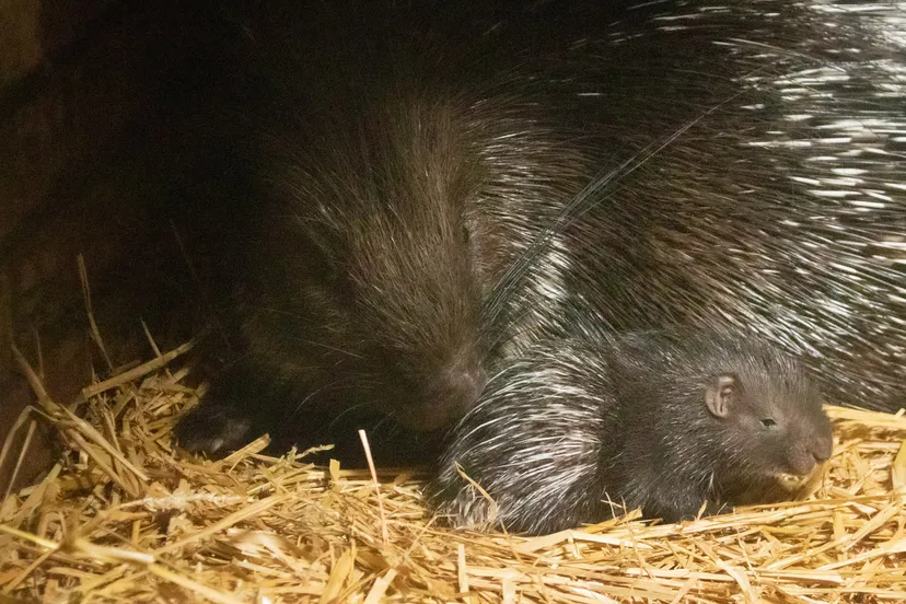 stekelvarken geboren in dierenpark amersfoort