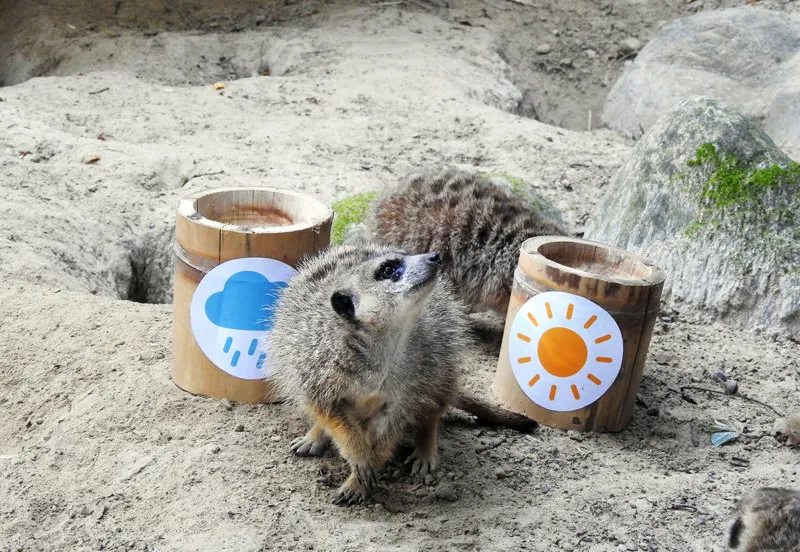 stokstaartje puk voorspelt het weer e1597342305406