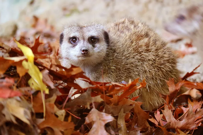 stokstaartje tussen de herfstbladeren op zoek naar wat lekkers