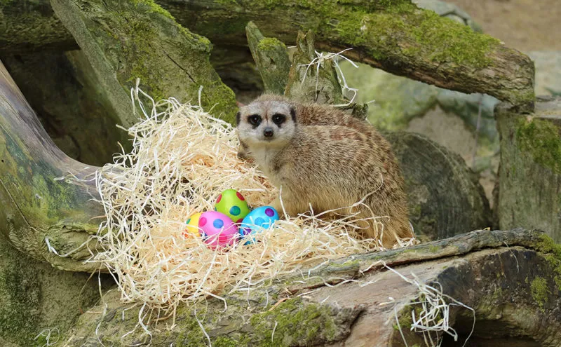 stokstaartjes vindt de paaseitjes e1555520391861