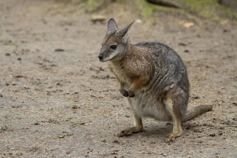 tammar wallaby