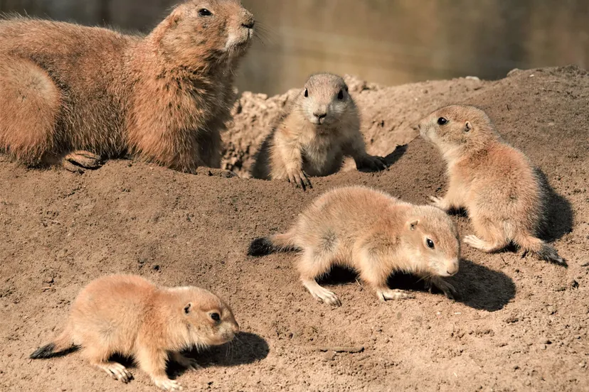 tientallen prairiehondjes geboren in dierenpark amersfoort
