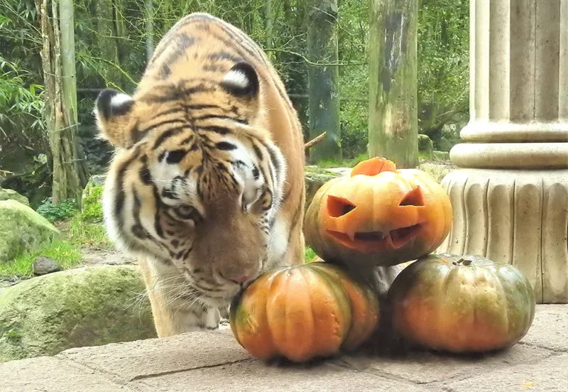 tijger bij de pompoenen e1571840705648
