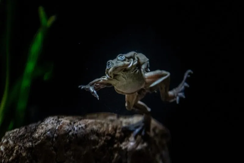 titicacakikker zwemt rond e1551457504723