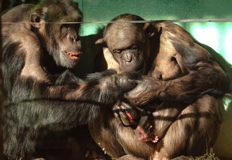 twee chimpansees buigen zich over jong e1551300073630