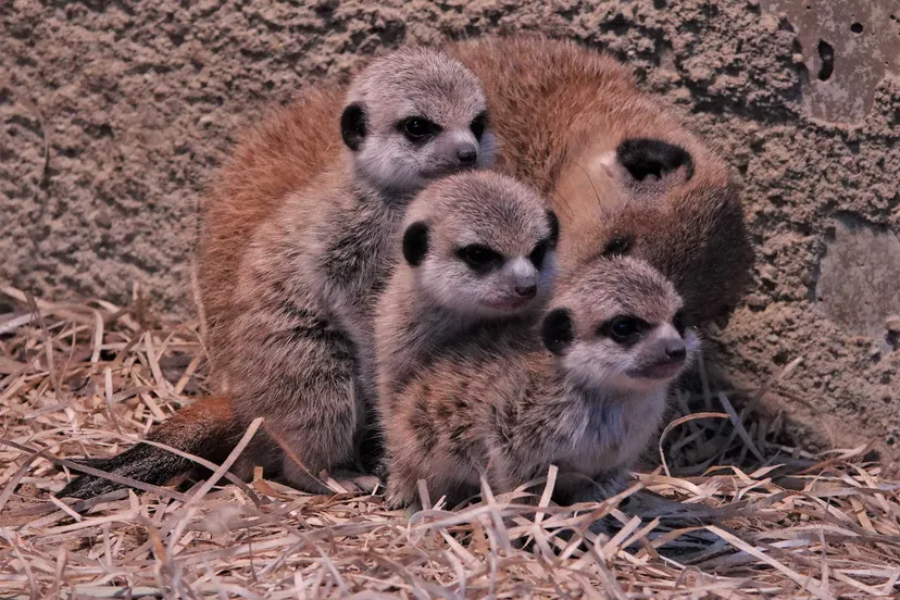 twee jaar geleden werden er voor het eerst in twintig jaar stokstaartjes geboren