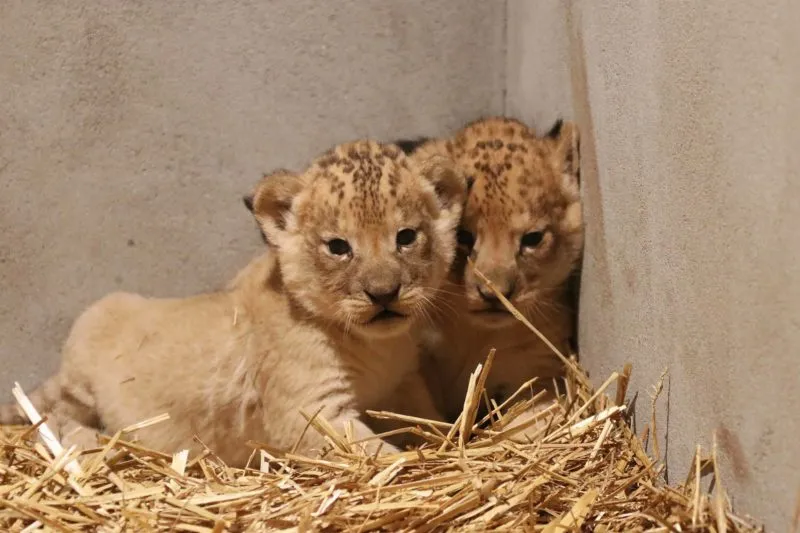twee leeuwenwelpen geboren in dierenpark amersfoort e1607666369711