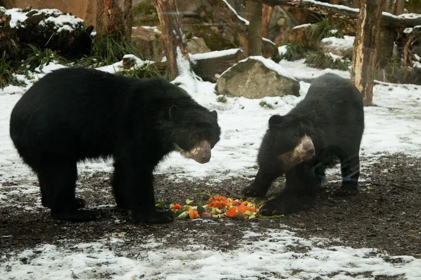 van kinderen krijgen wij regelmatig de vraag wat de dieren dagelijks eten deze nieuwsgierigheid wakkert ons aan om hierover in de dierkeuken te vertellen