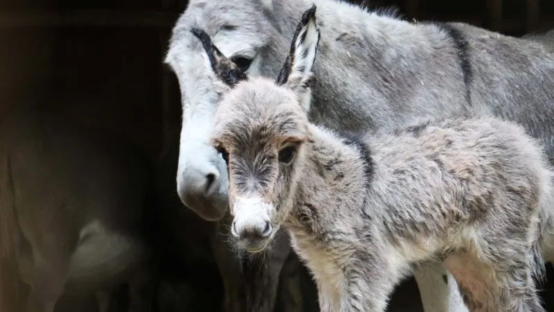 veulen bij de moeder e1570090784285