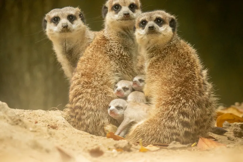 vier stokstaartjes geboren in dierenpark amersfoort