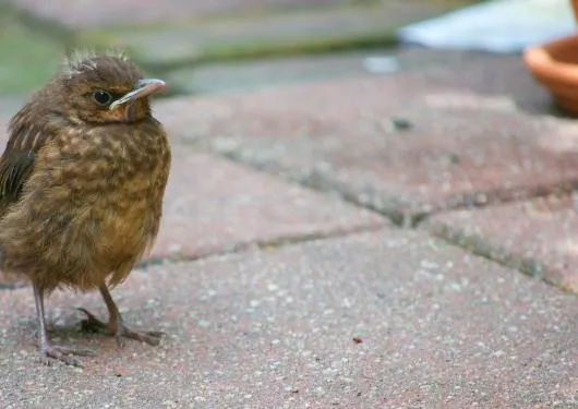 vogel in tuin