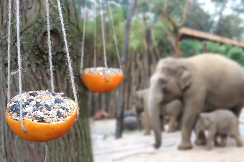 vogelvoerhouder bij olifanten