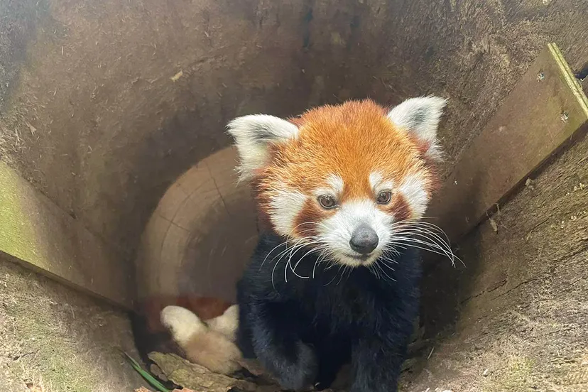 voor het eerst zijn er twee rode pandas geboren in dierenpark amersfoort