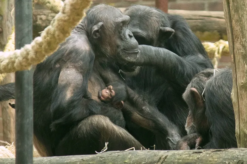 voor moeder chura is het de derde keer dat zij een jong op de wereld zet zij pakt de rol als moeder ook deze keer goed op