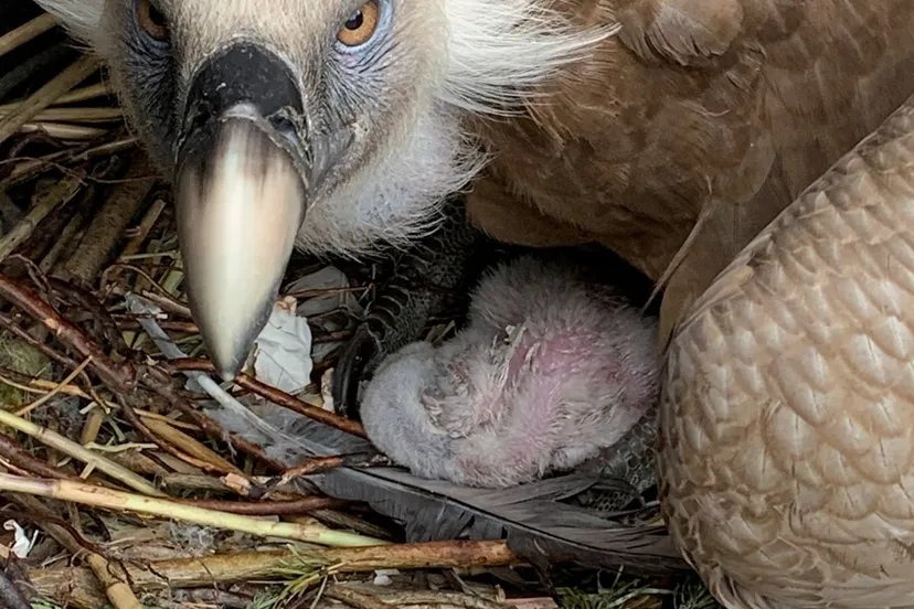 voorjaar 2021 een van de twee gierenkuikens 1