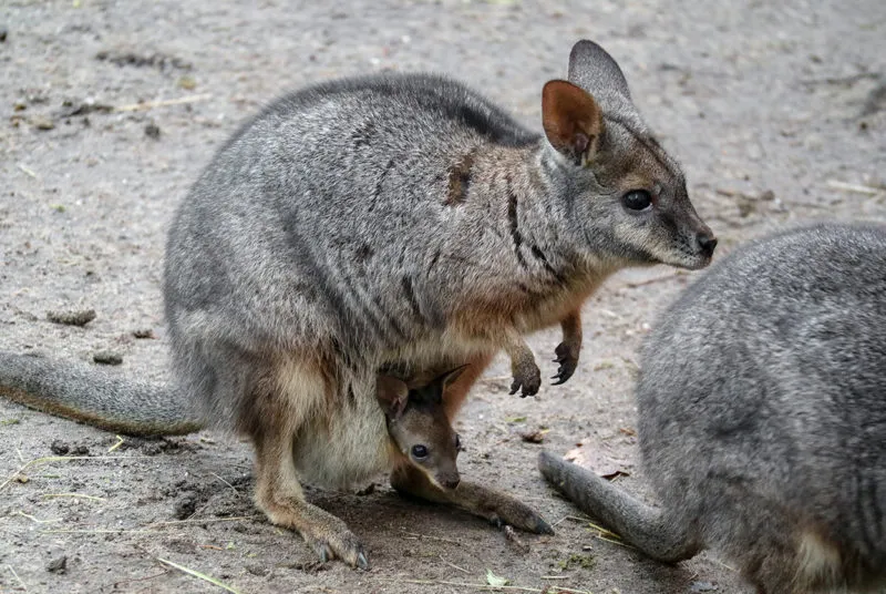 wallaby jong piept buiten de buidel 2 e1549051043888