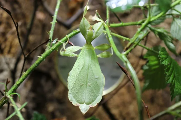 wandelend blad e1494579773646