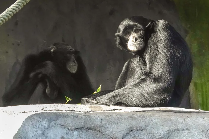 william heeft inmiddels kennisgemaakt met vrouwtje titus die al langere tijd in het park leeft