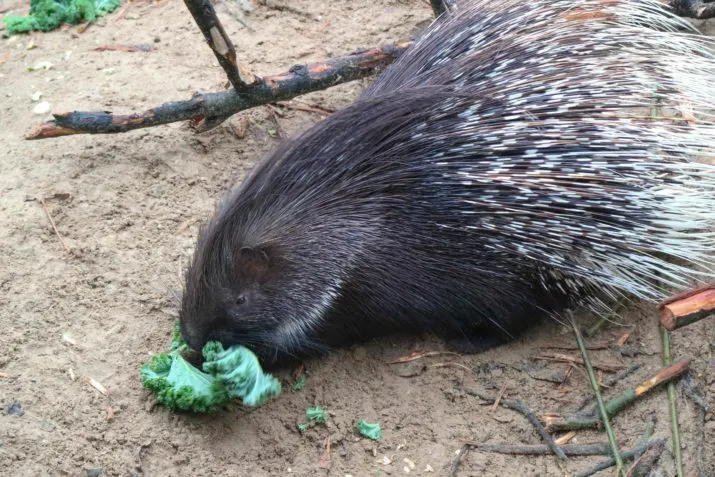 witstaartstekelvarken e1513801892908