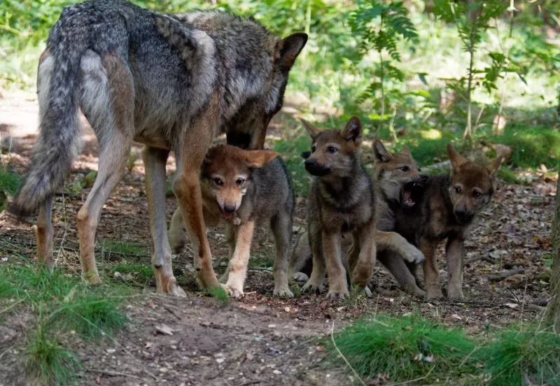 wolvenwelpjes e1563972323660