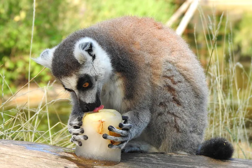 zomerse ijsjes voor de ringstaartmakis