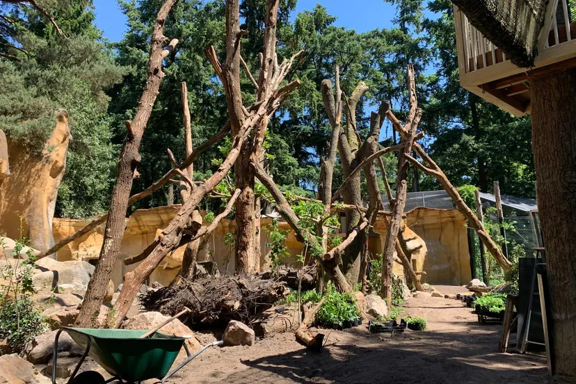 zowel de beren als de bezoekers klimmen de hoogte in