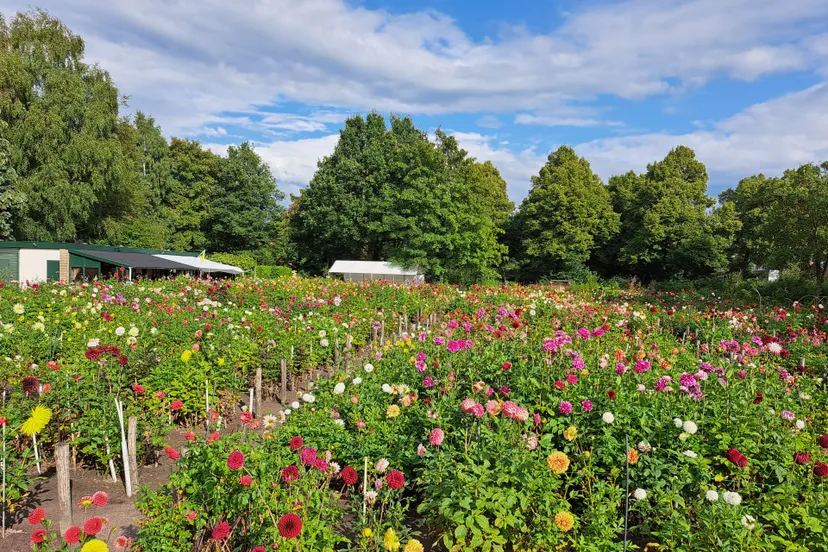 20230826 172446 dahliavereniging de amerbloem mverkleij