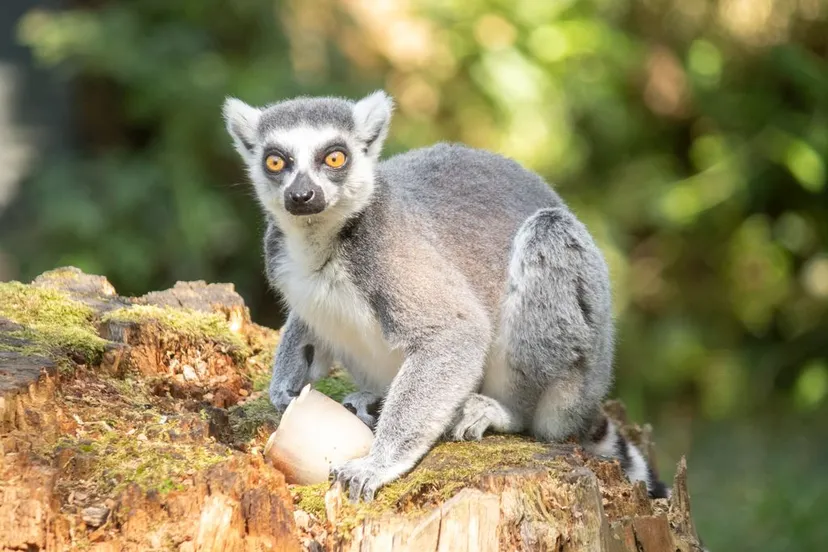 de ringstaartmakis in dierenpark amersfoort krijgen een ijskoude traktatie voorgeschoteld