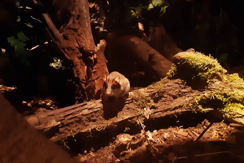 deze twee actieve eikelmuizen rennen en snuffelen regelmatig rond in het verblijf de vorige eikelmuizen waren lastiger te spotten