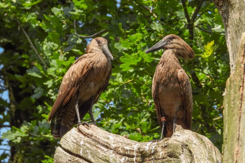 we zijn blij verrast dat het kersverse koppel nu al eieren heeft gelegd