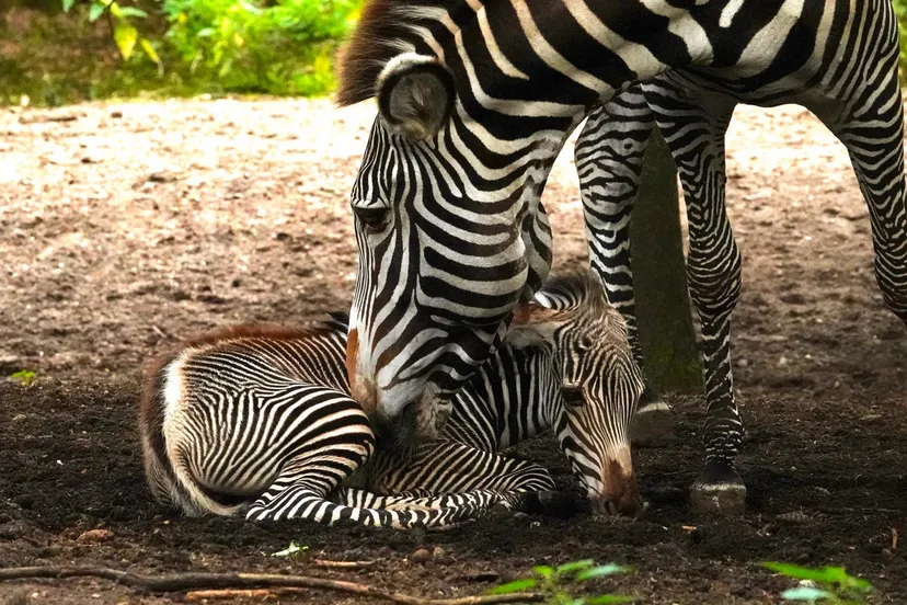 zeldzaam zebraveulen geboren in dierenpark amersfoort