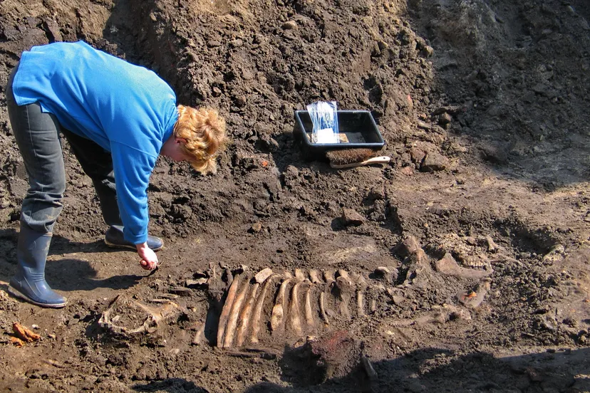 dierenvondsten speuren in de stad
