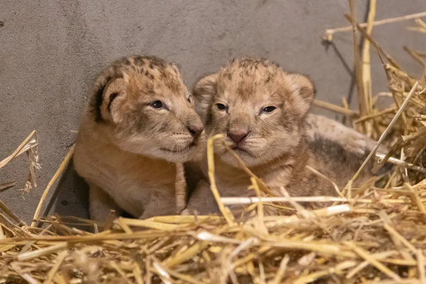 het zijn twee vrouwtjes de jongen zijn kerngezond drinken goed en openden na een aantal dagen hun ogen
