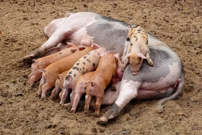 in dierenpark amersfoort zijn er acht biggetjes en twee lammetjes geboren op het boerenerf