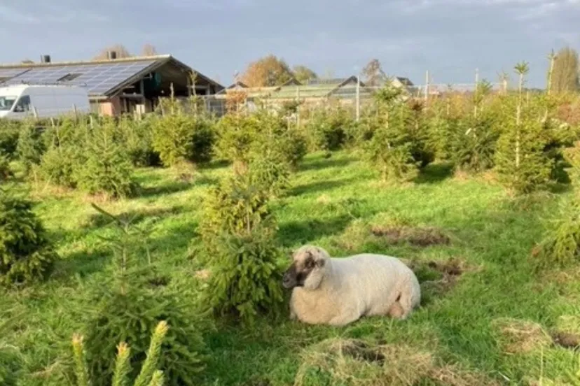 ontwerp zonder titel 2024 11 16t110156260