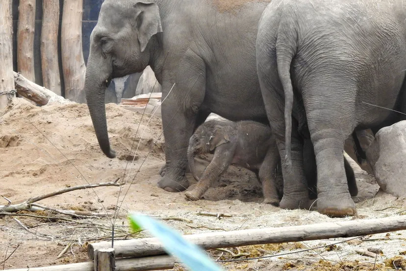 het jong wordt goed in de gaten gehouden