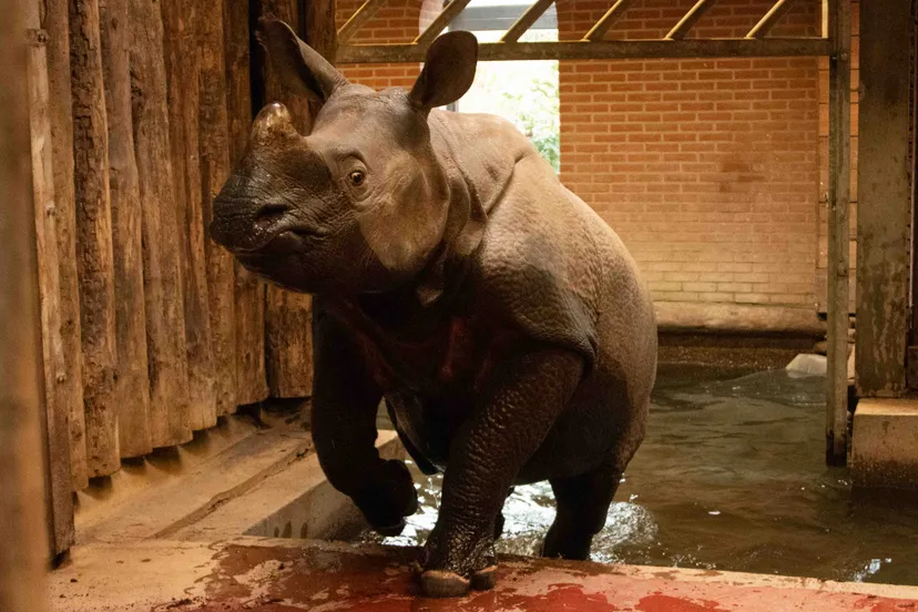 de twee zwaargewichten zijn twee jaar oud en vanuit zoo basel in zwitserland verhuisd naar het park