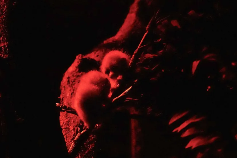 plompe lori geboren dierenpark amersfoort 1
