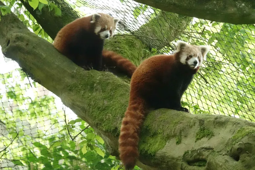 de dieren leven en slapen hoog in de bomen het verblijf van shanti en kawai is daarom ingericht met veel bomen en takken
