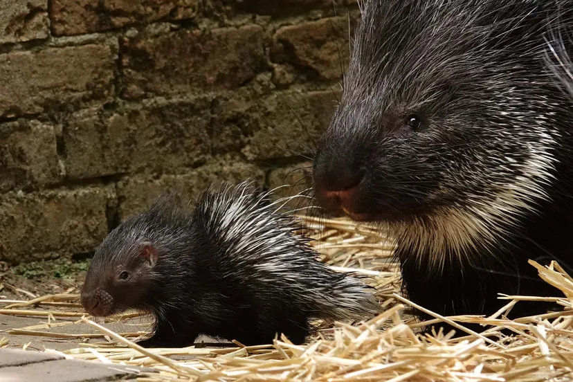 de eerste maanden worden de jongen gezoogd door hun moeder