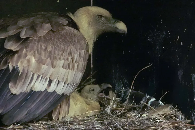 vier tot vijf maanden nadat de kuikens uit hun ei kruipen krijgen de gieren hun eerste vliegles