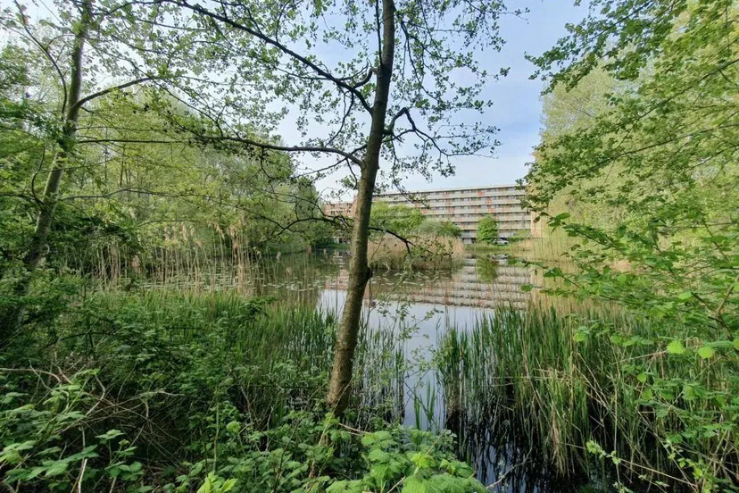 foto waterwingebied amersfoort