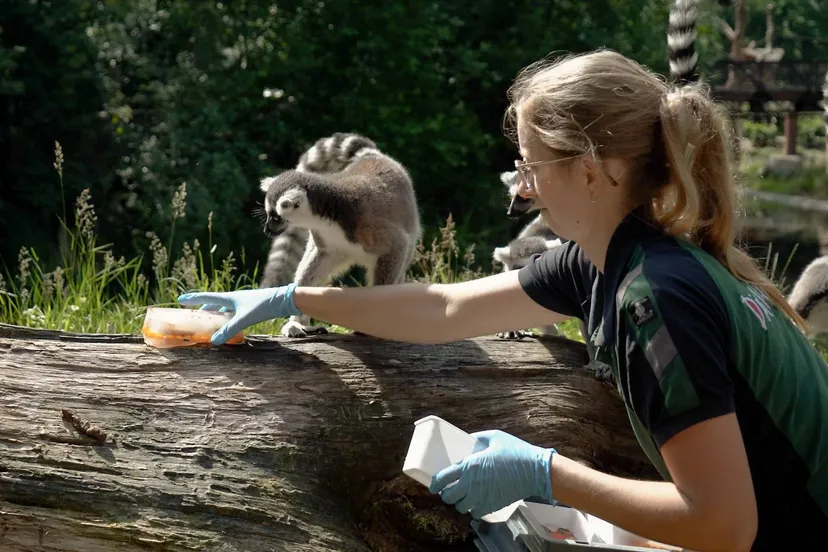 nu de temperaturen blijven stijgen krijgen de dieren in dierenpark amersfoort een ijskoude traktatie voorgeschoteld