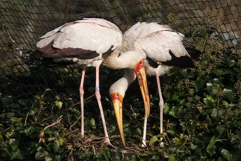 Tijdens het broedproces wisselen beide ouders elkaar af. Na ongeveer een maand komt het ei uit
