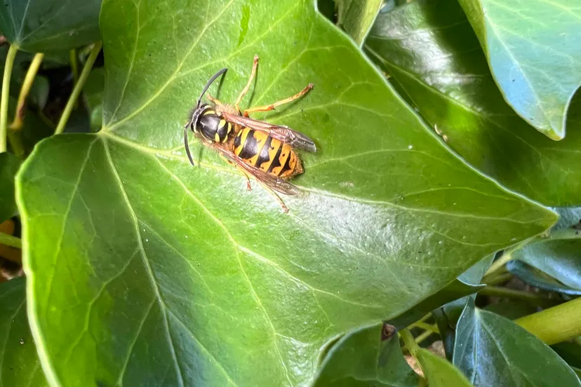 koningin gewone wesp op blad klimop bovenaanzicht close-up - Nathan Veenstra