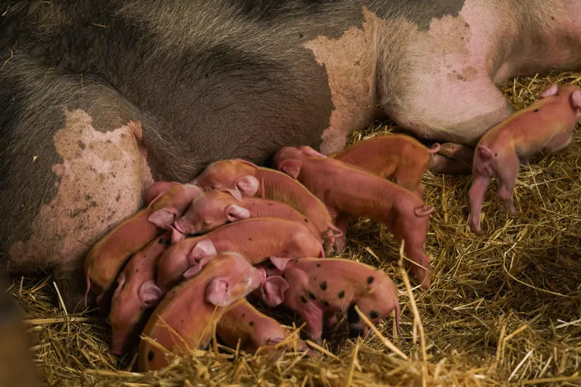 De biggetjes drinken goed en zetten over enkele weken hun eerste stappen buiten