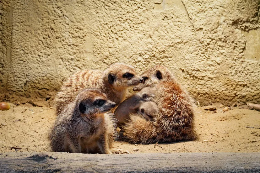 Het gaat goed met de jongen. De geboorte was een leuke verrassing